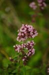 CRW_6321