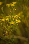 CRW_6326