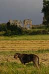 CRW_6340