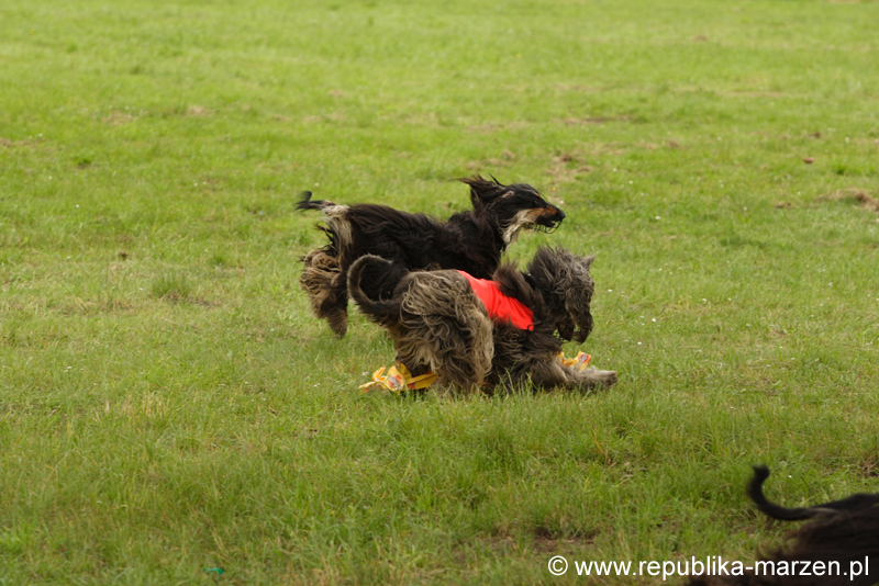 Swierklaniec 7VI09 Coursing 000
