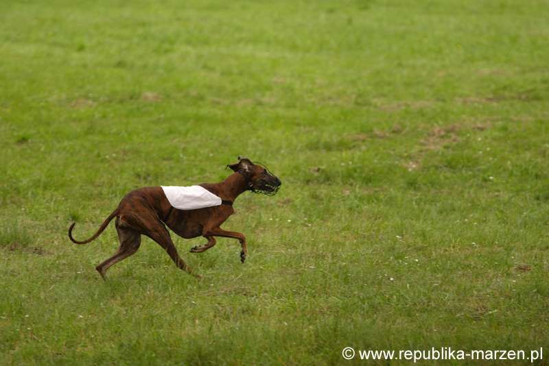 Swierklaniec 7VI09 Coursing 001