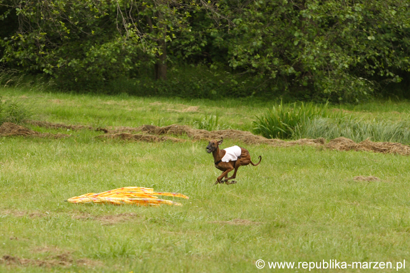 Swierklaniec 7VI09 Coursing 002