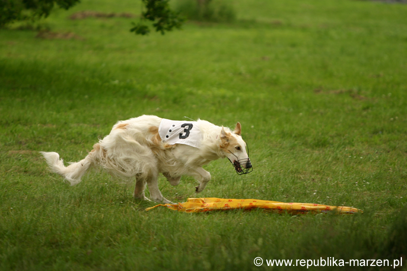 Swierklaniec 7VI09 Coursing 004