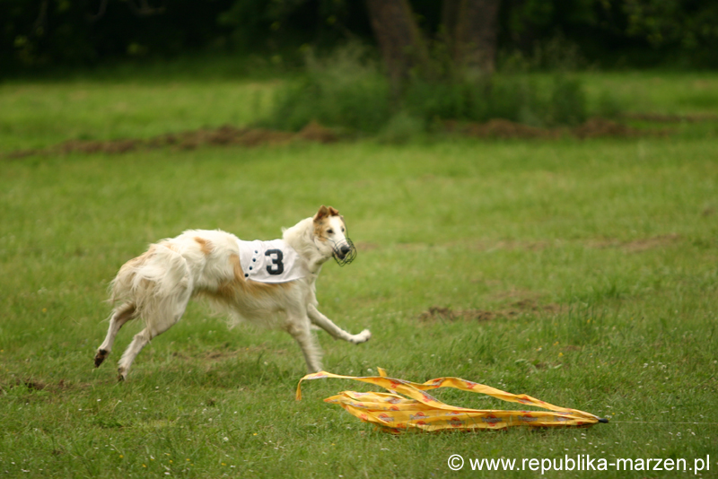 Swierklaniec 7VI09 Coursing 005