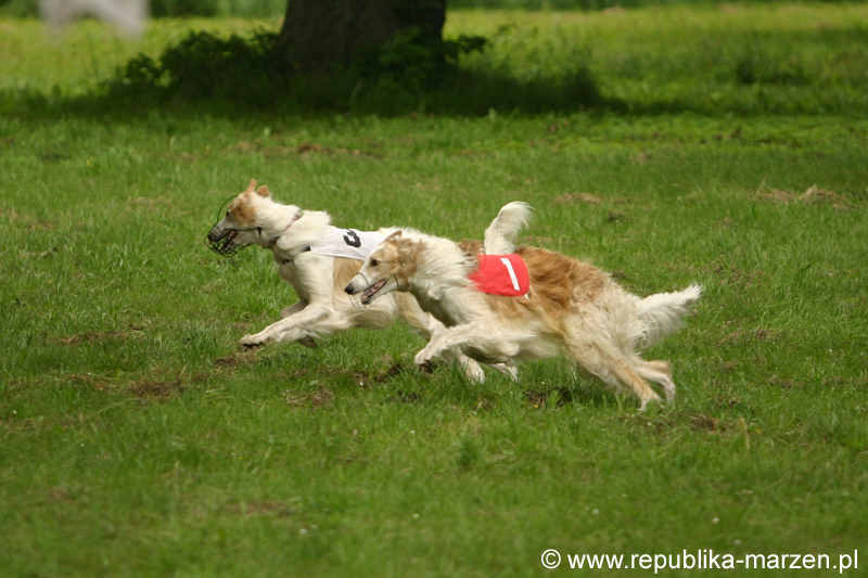 Swierklaniec 7VI09 Coursing 006