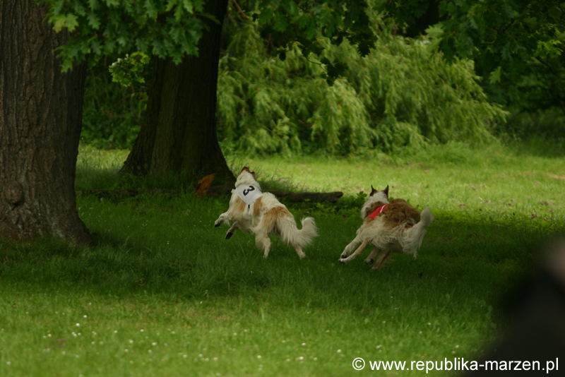 Swierklaniec 7VI09 Coursing 007