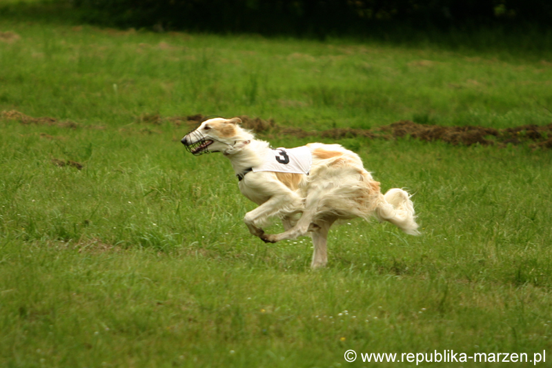 Swierklaniec 7VI09 Coursing 008