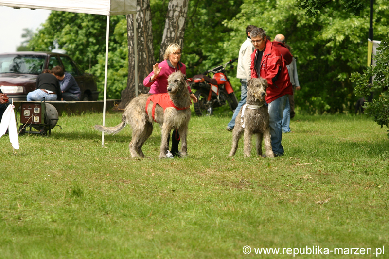 Swierklaniec 7VI09 Coursing 013