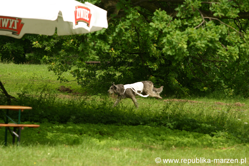 Swierklaniec 7VI09 Coursing 020