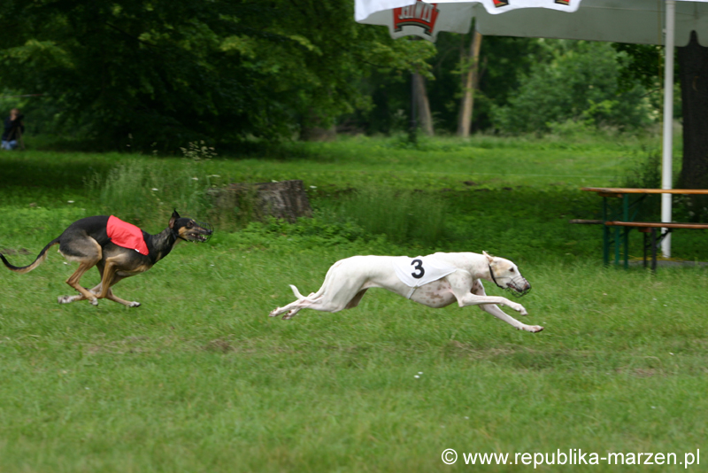 Swierklaniec 7VI09 Coursing 024