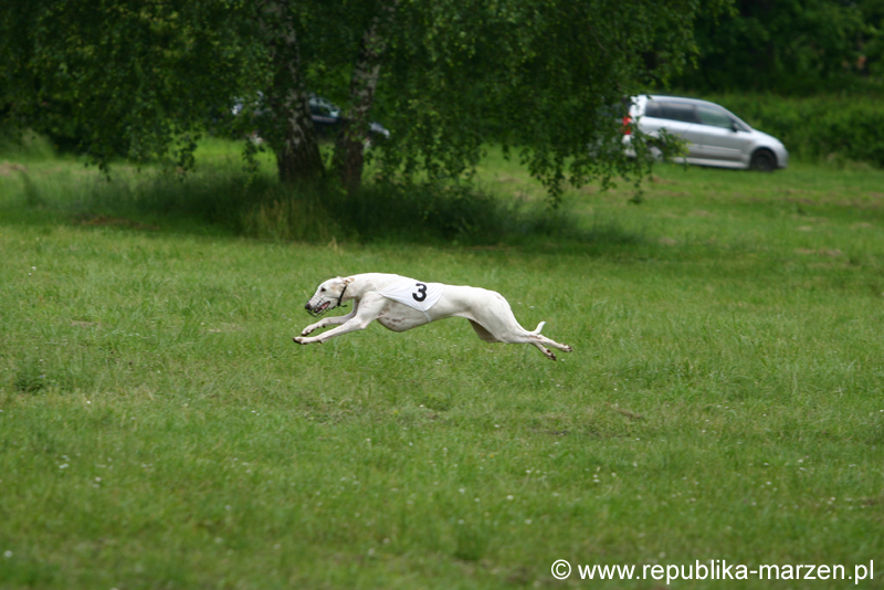 Swierklaniec 7VI09 Coursing 025