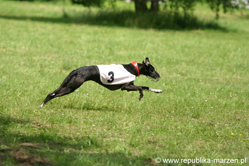 Swierklaniec 7VI09 Coursing 027
