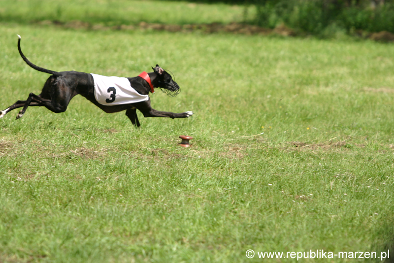 Swierklaniec 7VI09 Coursing 028