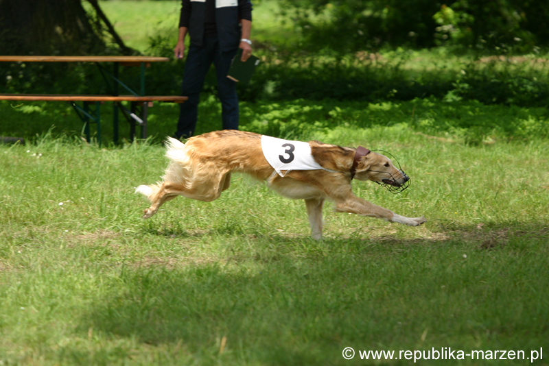 Swierklaniec 7VI09 Coursing 030
