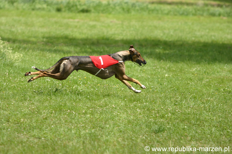 Swierklaniec 7VI09 Coursing 031