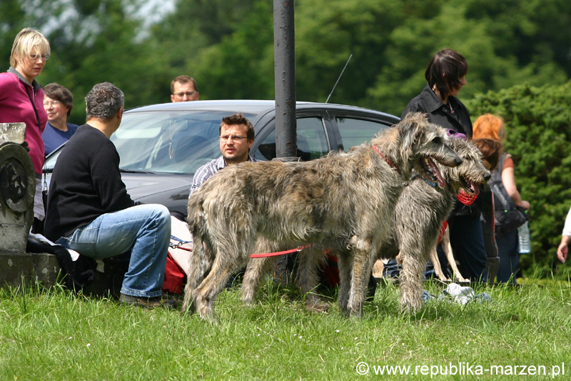 Swierklaniec 7VI09 Coursing 034