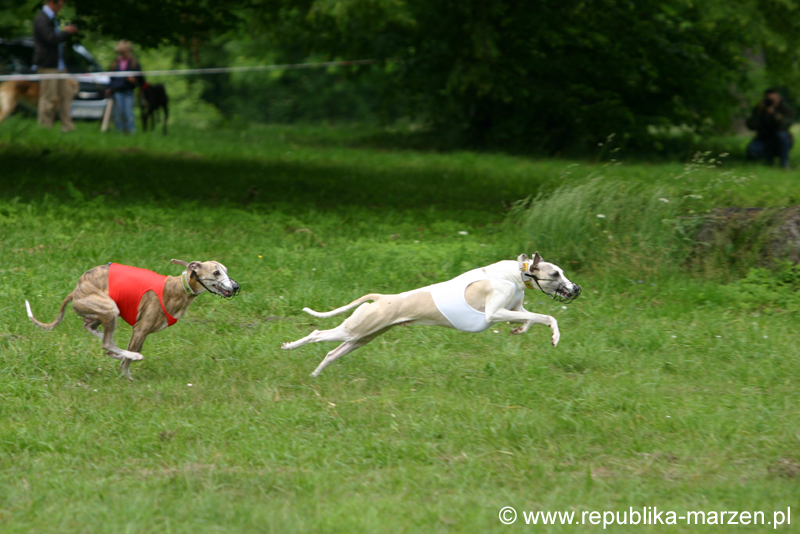 Swierklaniec 7VI09 Coursing 035