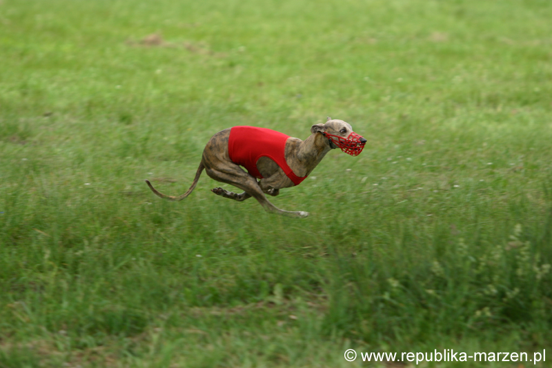 Swierklaniec 7VI09 Coursing 036