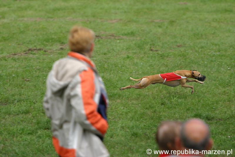 Swierklaniec 7VI09 Coursing 041