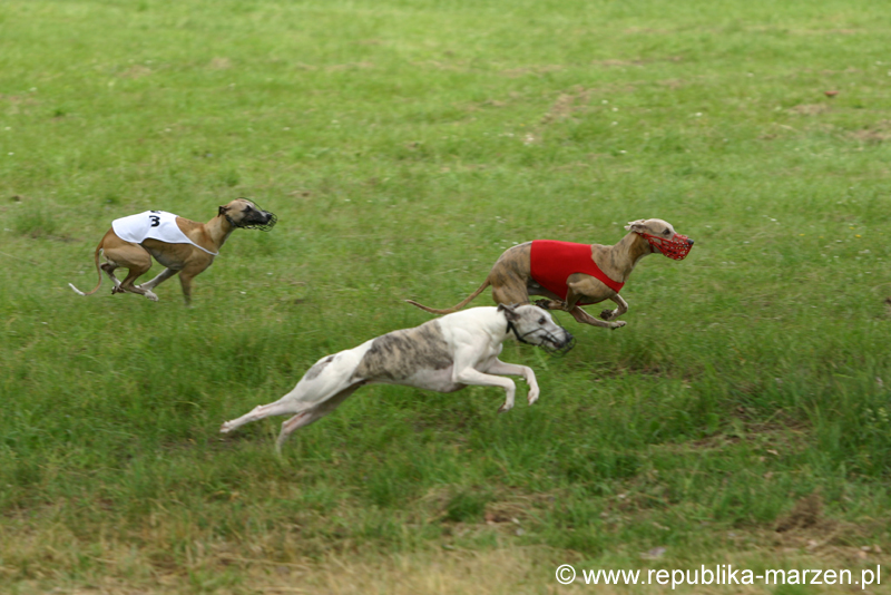 Swierklaniec 7VI09 Coursing 042