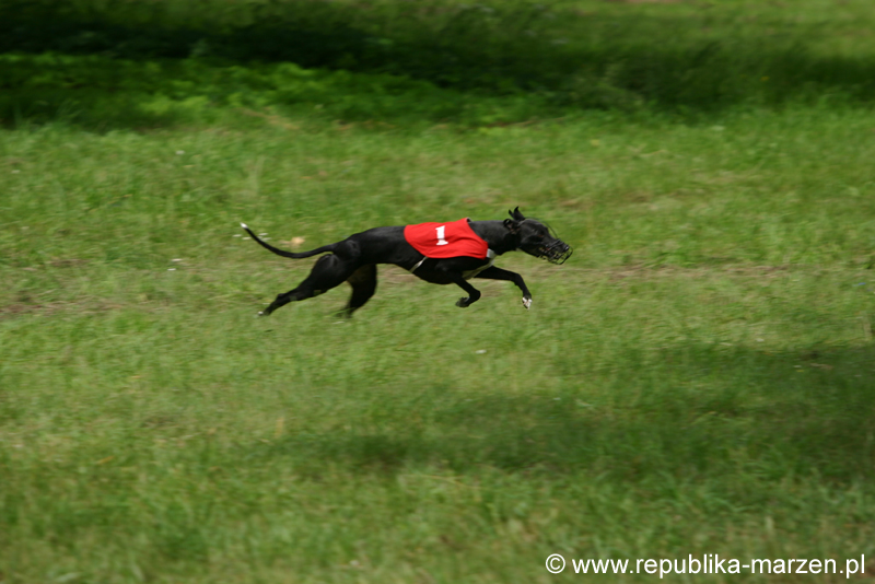 Swierklaniec 7VI09 Coursing 045
