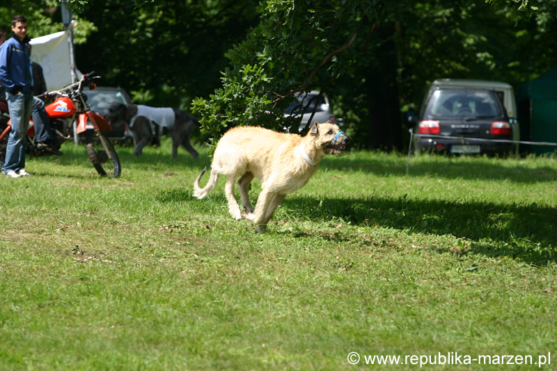 Swierklaniec 7VI09 Coursing 048