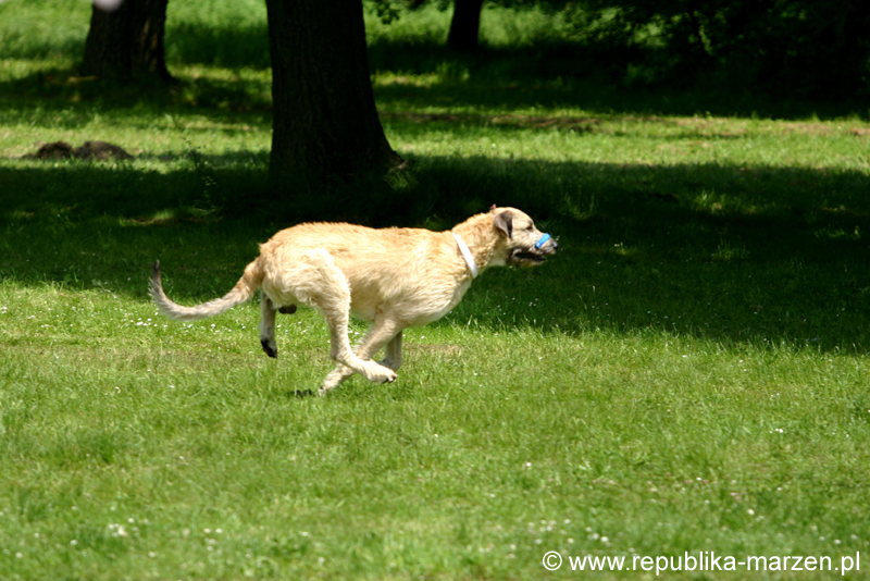 Swierklaniec 7VI09 Coursing 050