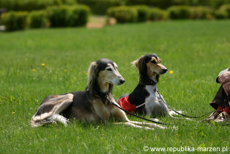 Swierklaniec 7VI09 Coursing 059