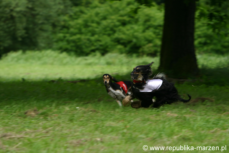 Swierklaniec 7VI09 Coursing 060