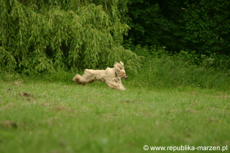 Swierklaniec 7VI09 Coursing 062