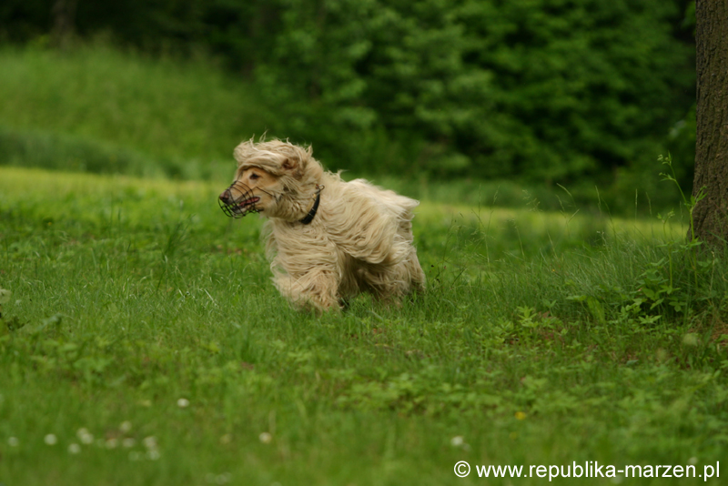 Swierklaniec 7VI09 Coursing 063