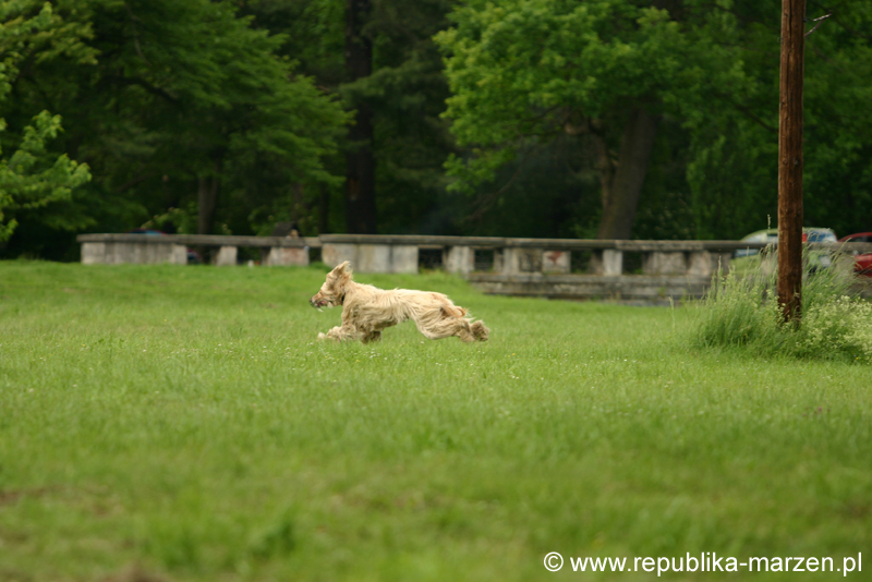 Swierklaniec 7VI09 Coursing 064
