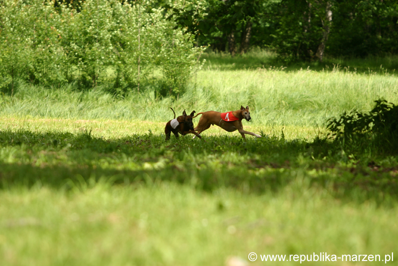 Swierklaniec 7VI09 Coursing 065