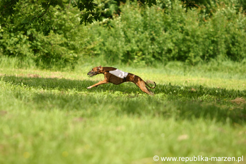 Swierklaniec 7VI09 Coursing 066