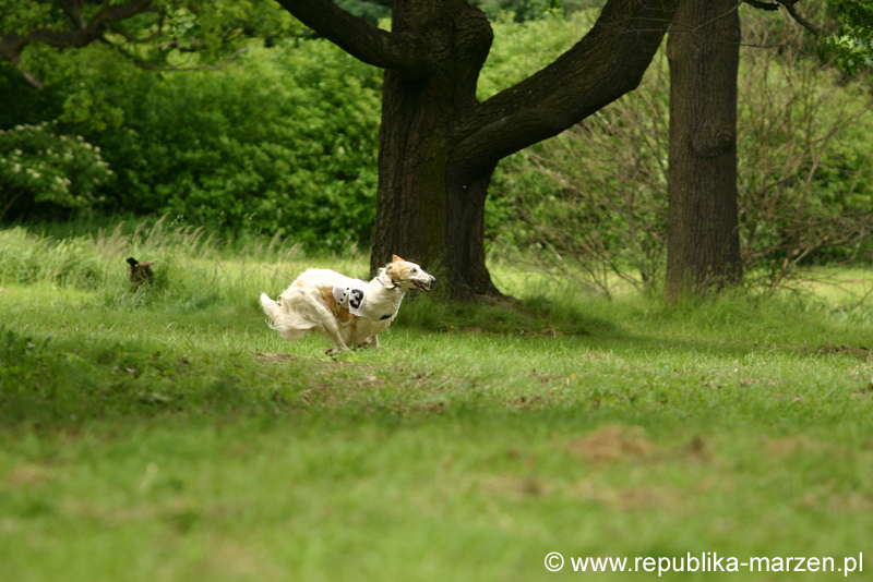 Swierklaniec 7VI09 Coursing 067