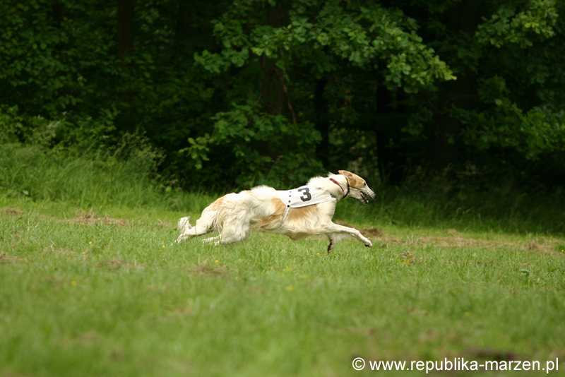 Swierklaniec 7VI09 Coursing 068