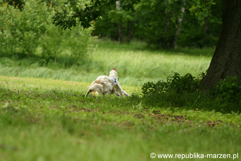 Swierklaniec 7VI09 Coursing 069