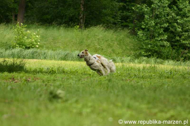 Swierklaniec 7VI09 Coursing 070