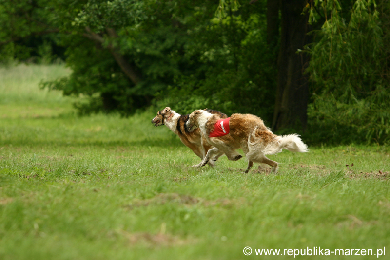 Swierklaniec 7VI09 Coursing 071