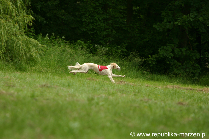 Swierklaniec 7VI09 Coursing 072