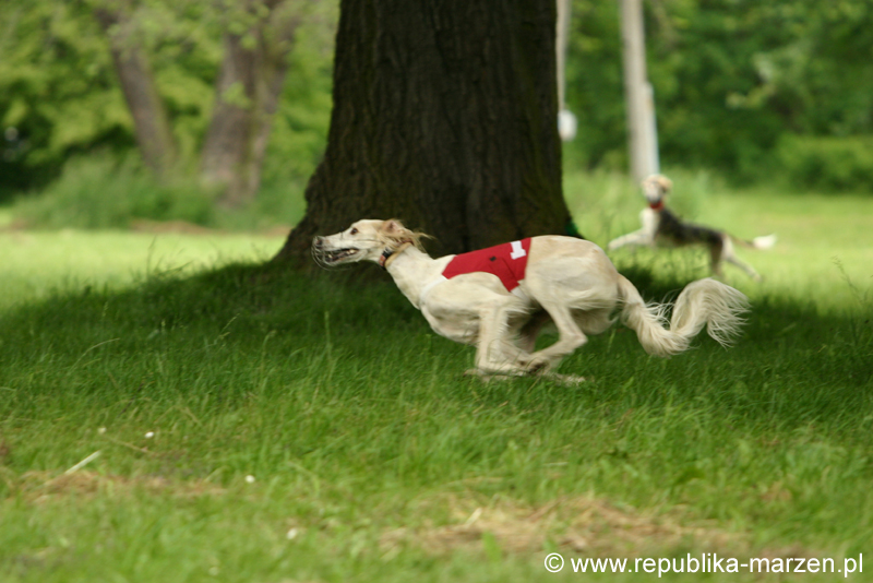 Swierklaniec 7VI09 Coursing 073