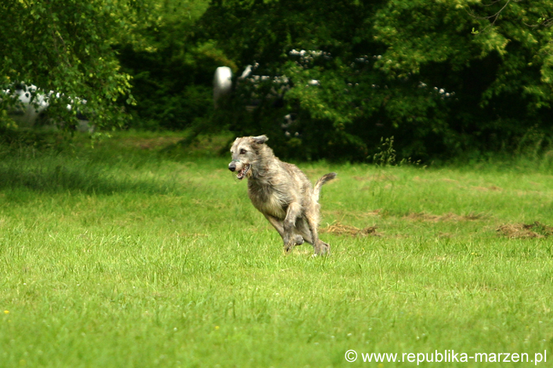 Swierklaniec 7VI09 Coursing 074