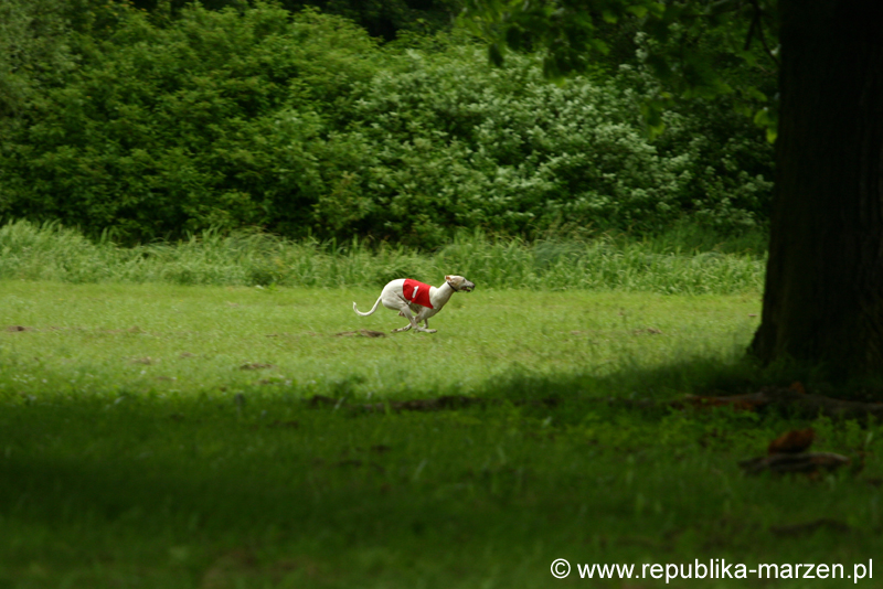 Swierklaniec 7VI09 Coursing 081