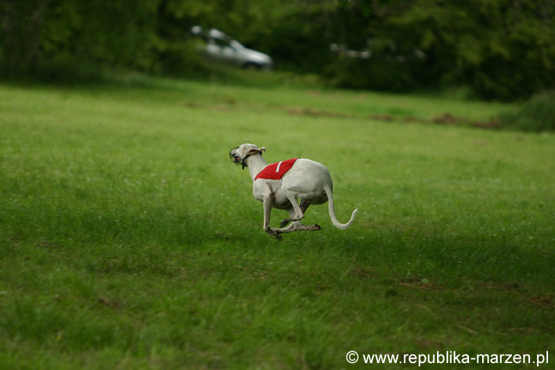 Swierklaniec 7VI09 Coursing 082