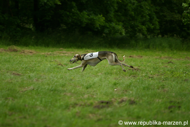 Swierklaniec 7VI09 Coursing 083