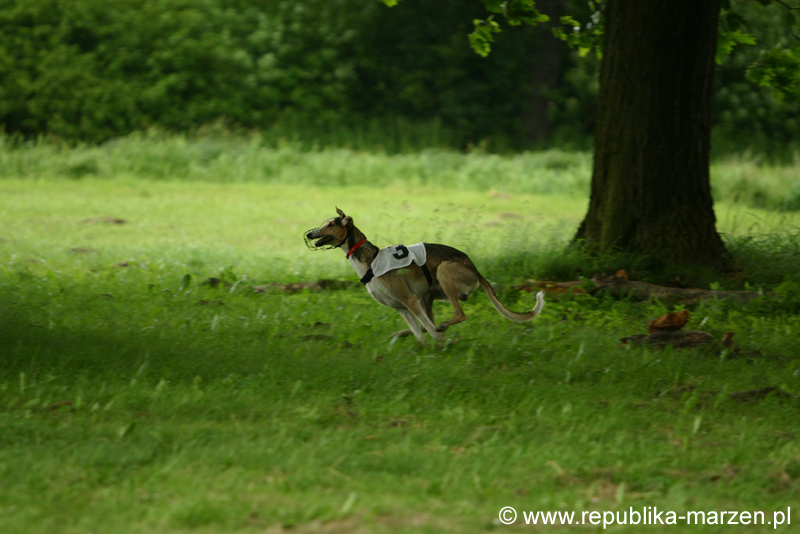 Swierklaniec 7VI09 Coursing 085