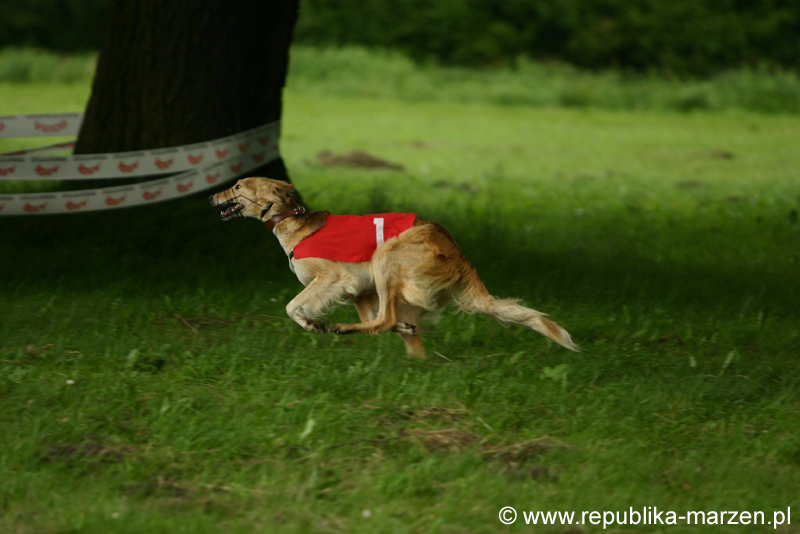 Swierklaniec 7VI09 Coursing 086