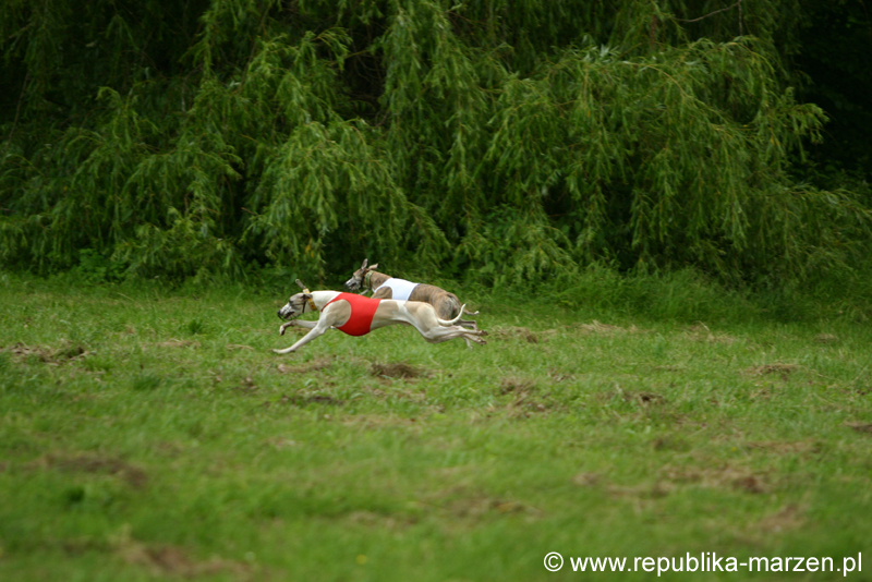 Swierklaniec 7VI09 Coursing 087