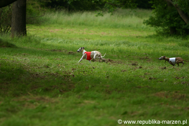 Swierklaniec 7VI09 Coursing 088