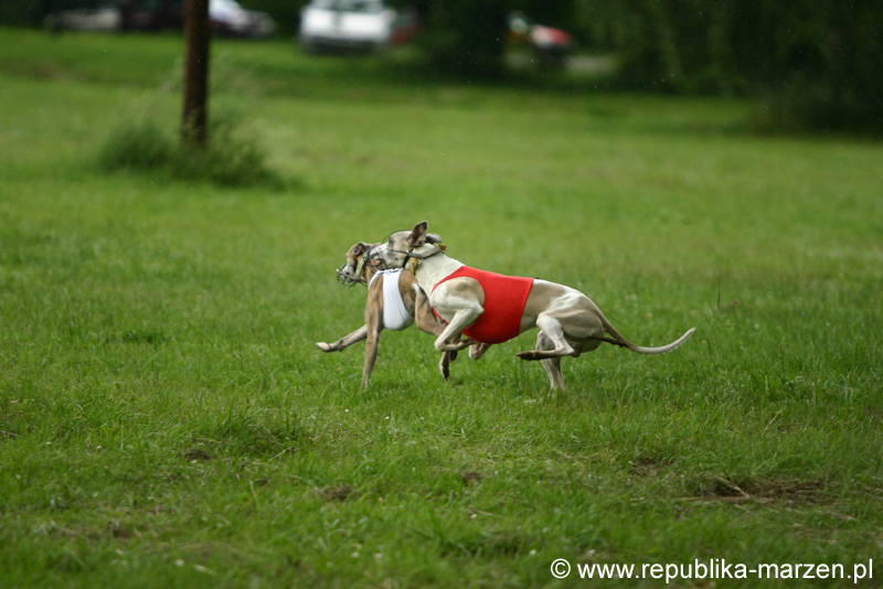 Swierklaniec 7VI09 Coursing 089